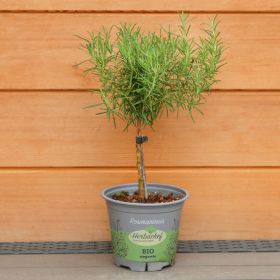 Rosemary Officinalis 1 Litre